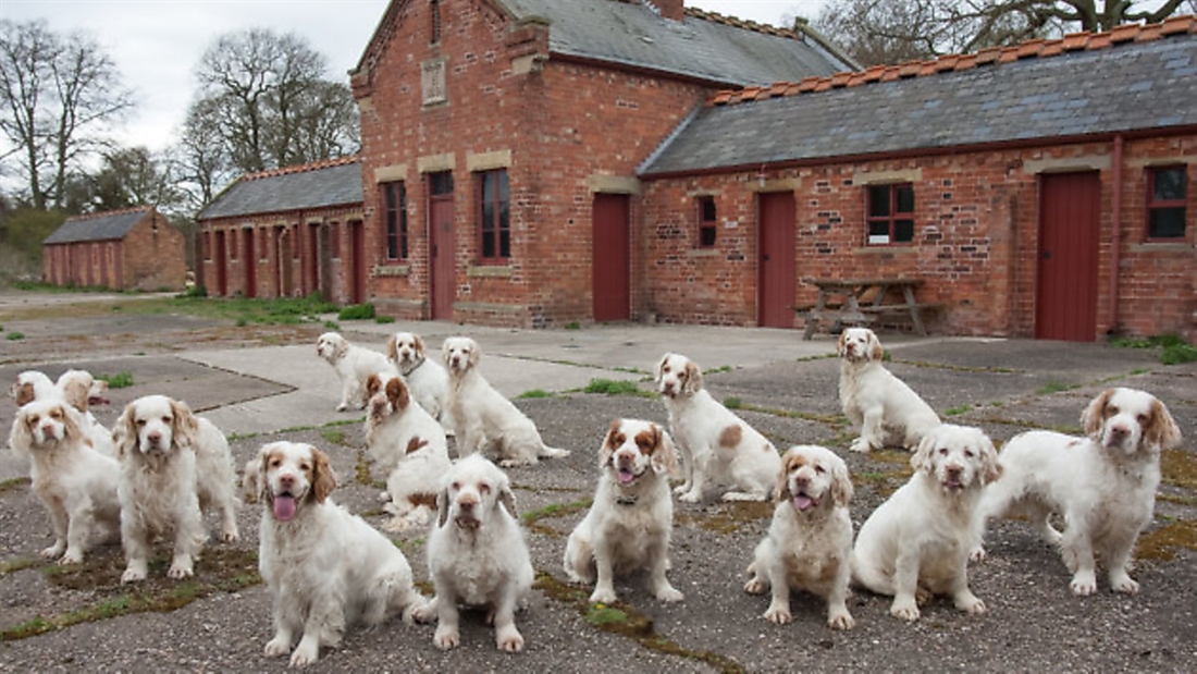 All about the Clumber spaniel &#8211; a great gundog