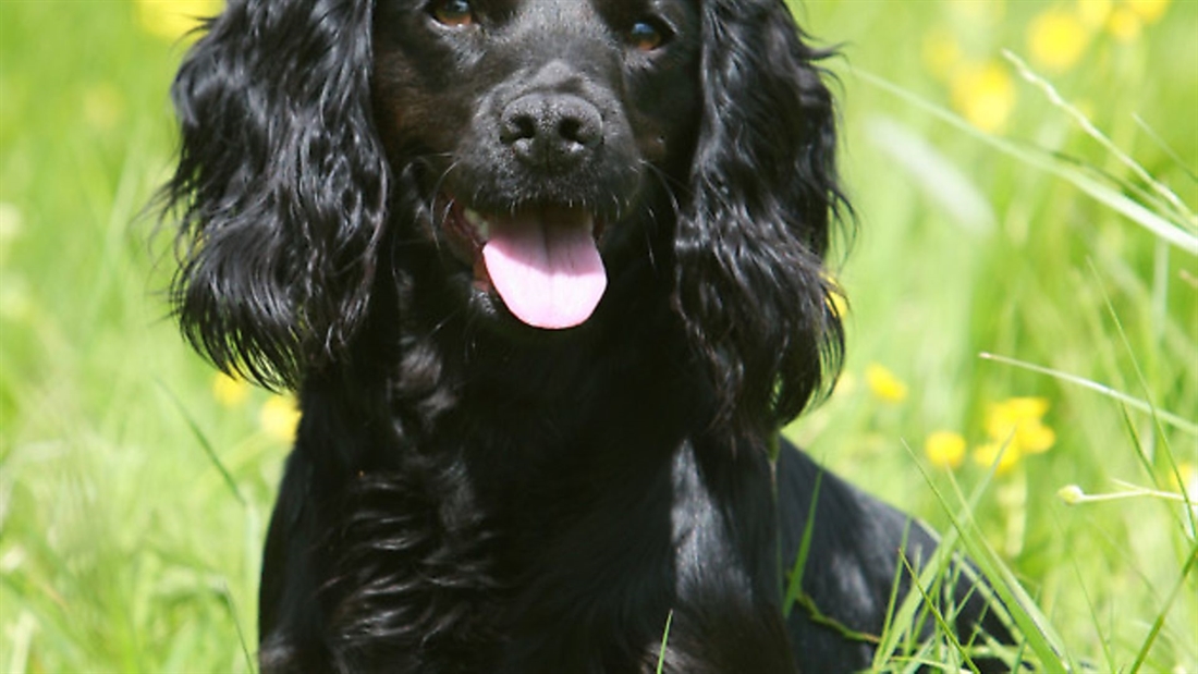 My cocker spaniel’s feet are painful