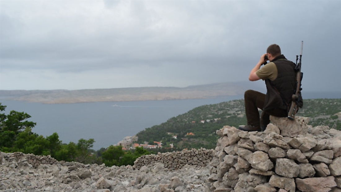 Stalking mouflon rams in Croatia with Artemis Hunting