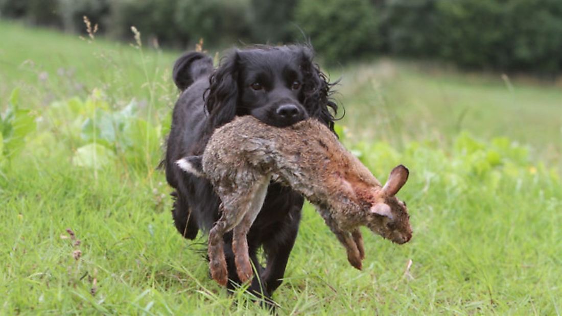 Shooting with your gundogs is great fun