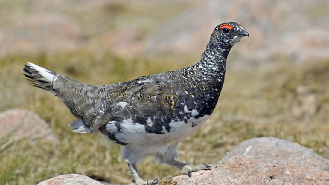 Ptarmigan hunting in Scotland