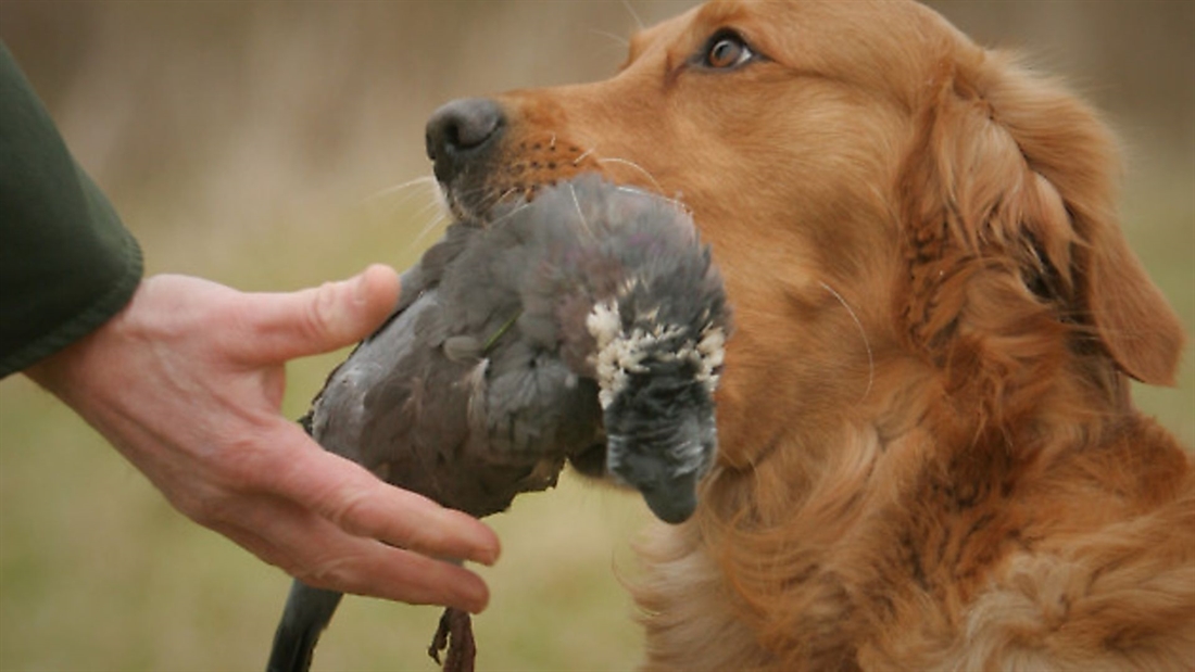 Reluctant to retrieve pigeon