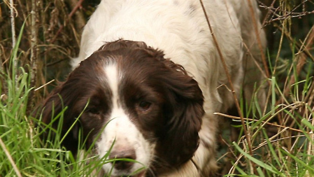 Hedgerow hunting