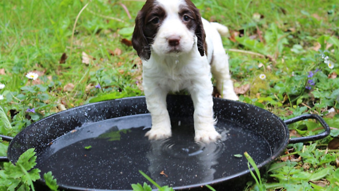 What’s the best way to introduce your gundog to water?