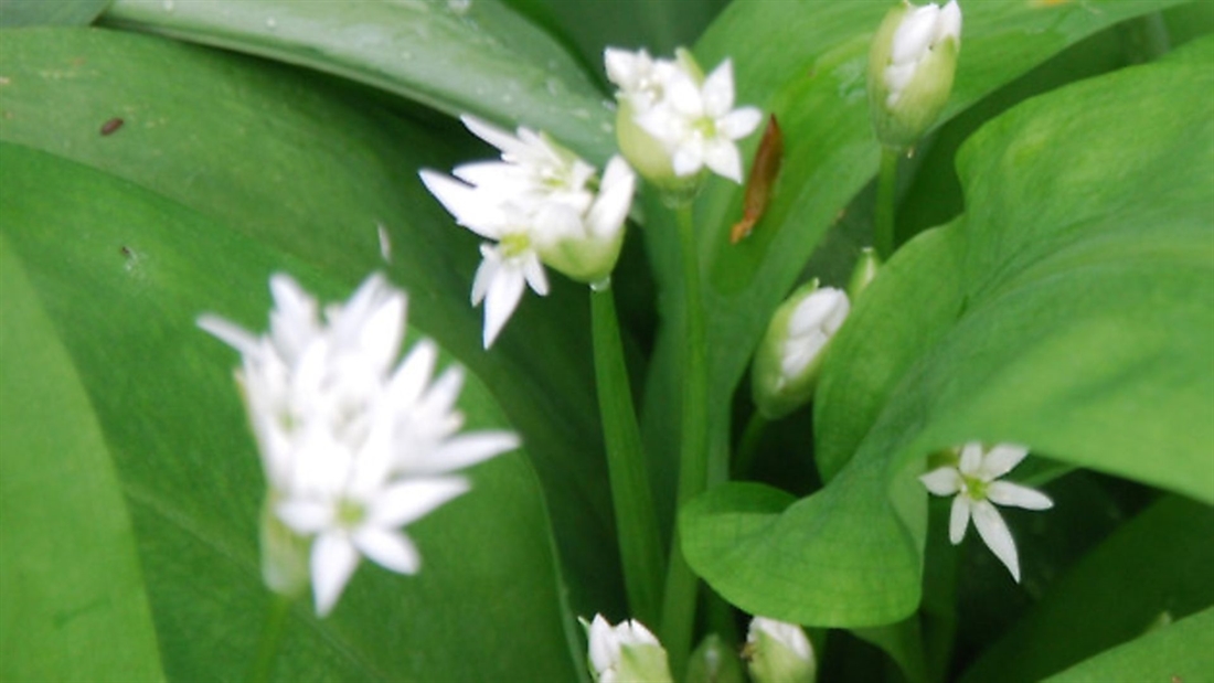 Foraging: Top 10 edible plants