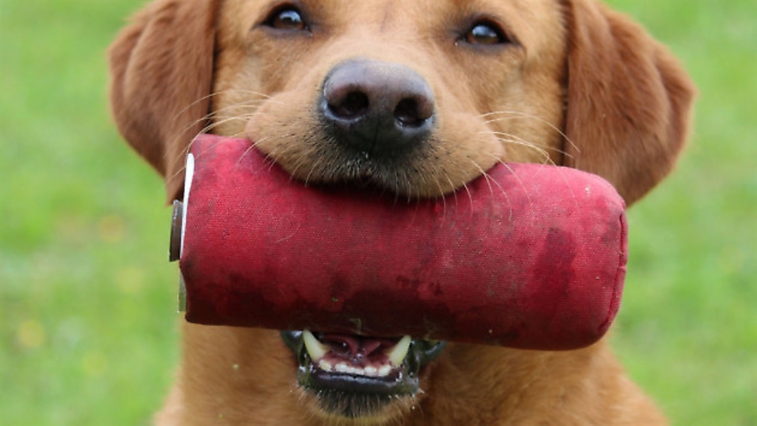 Training your gundog to retrieve &#8211; part one