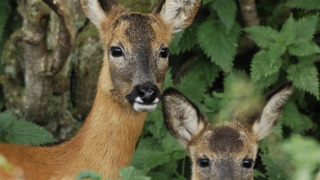 Summer deer stalking *VIDEO*