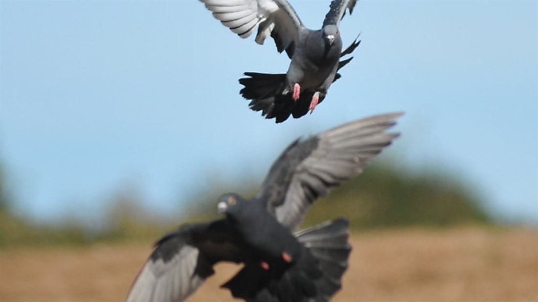 Why feral pigeons aren’t on the menu