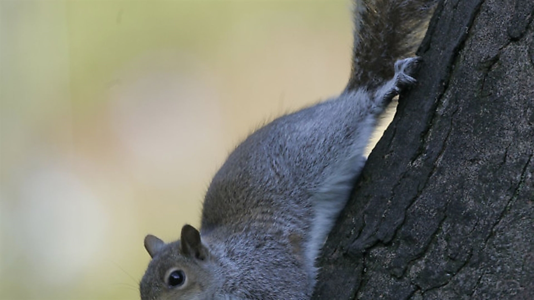 How can we deal with the squirrel problem on our shoot?