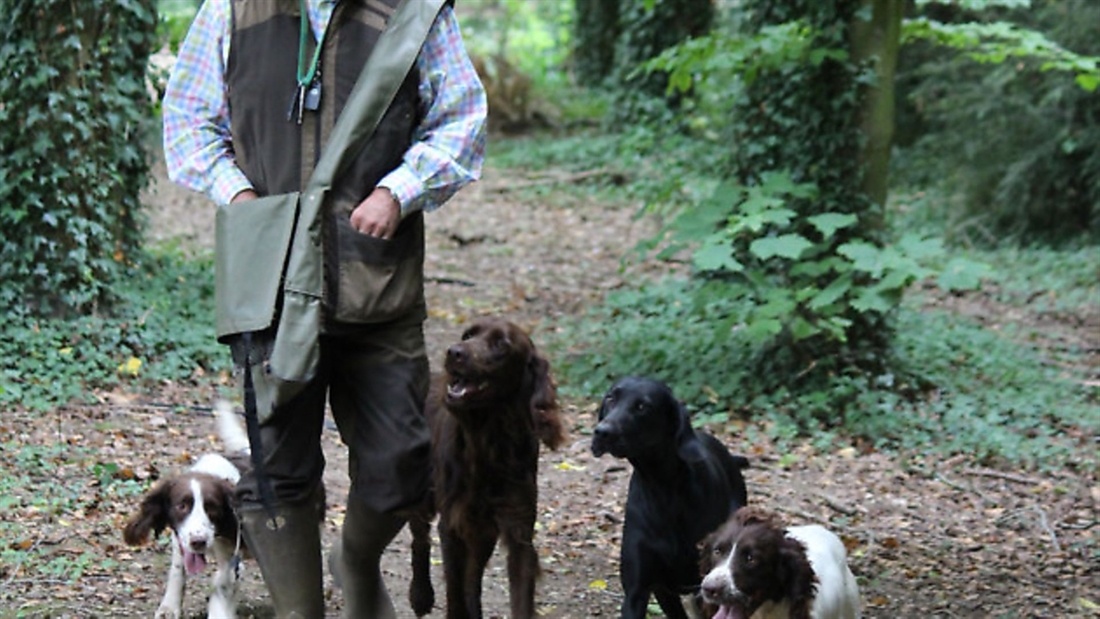 Top 10 tips: how to prepare your gundog for this year’s season