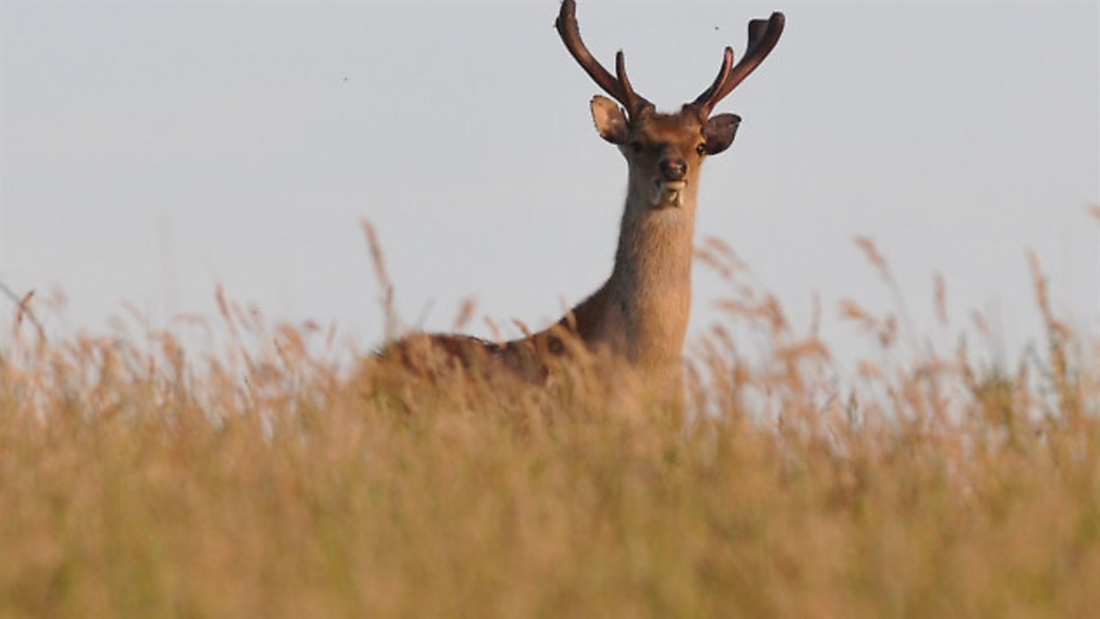 How much scent can deer really detect?