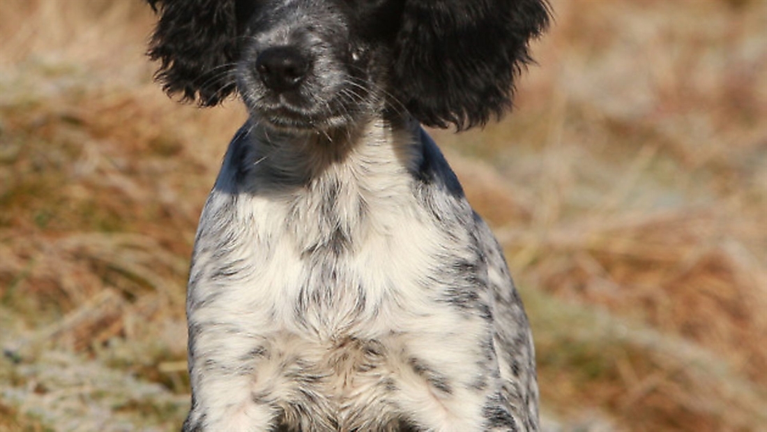 Gundog health: Oily ears