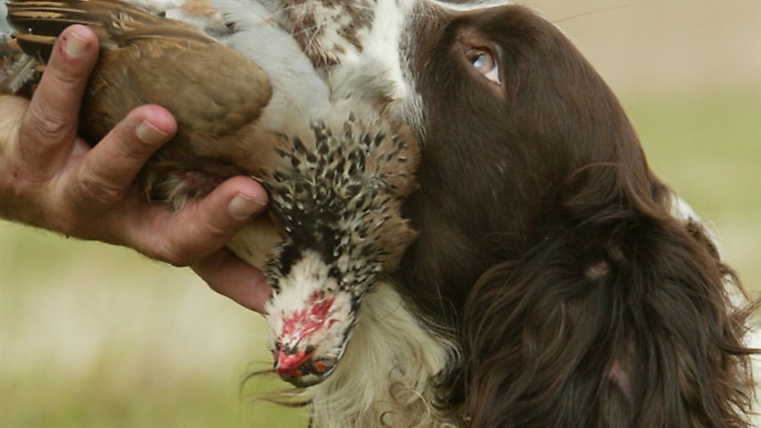 Gundog training: Delivery to hand