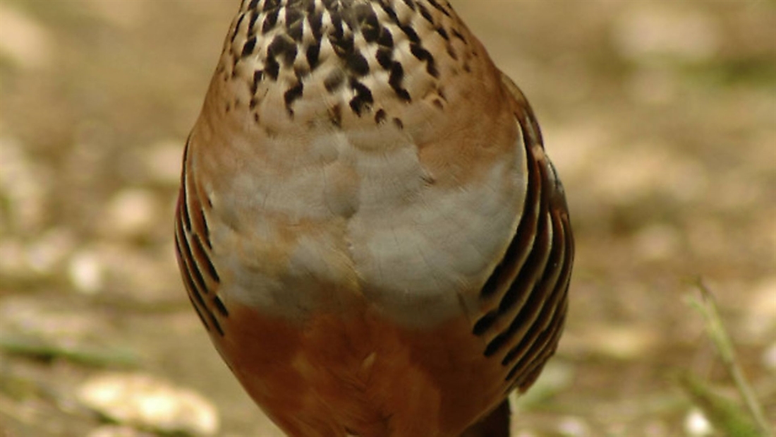 Cartridges for partridges: 8 of the best