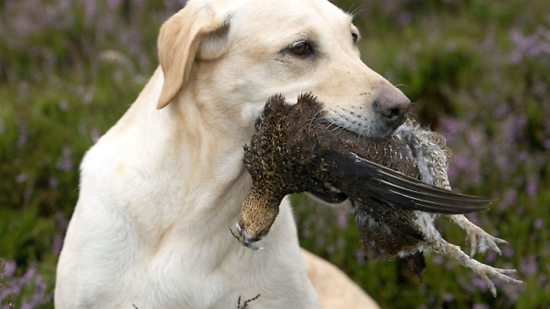 Scotland’s grouse season is one of the best in living memory