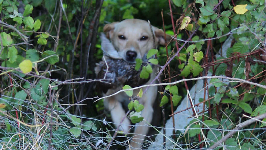 Gundog training: Memory retrieve