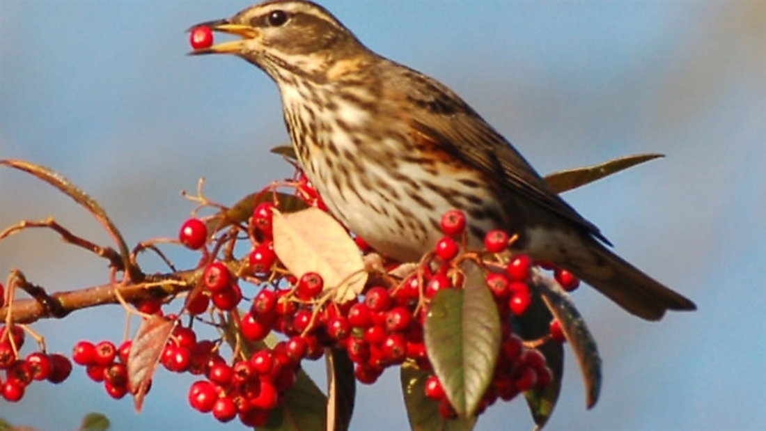 Birds flock to farmland this winter in a million acre count