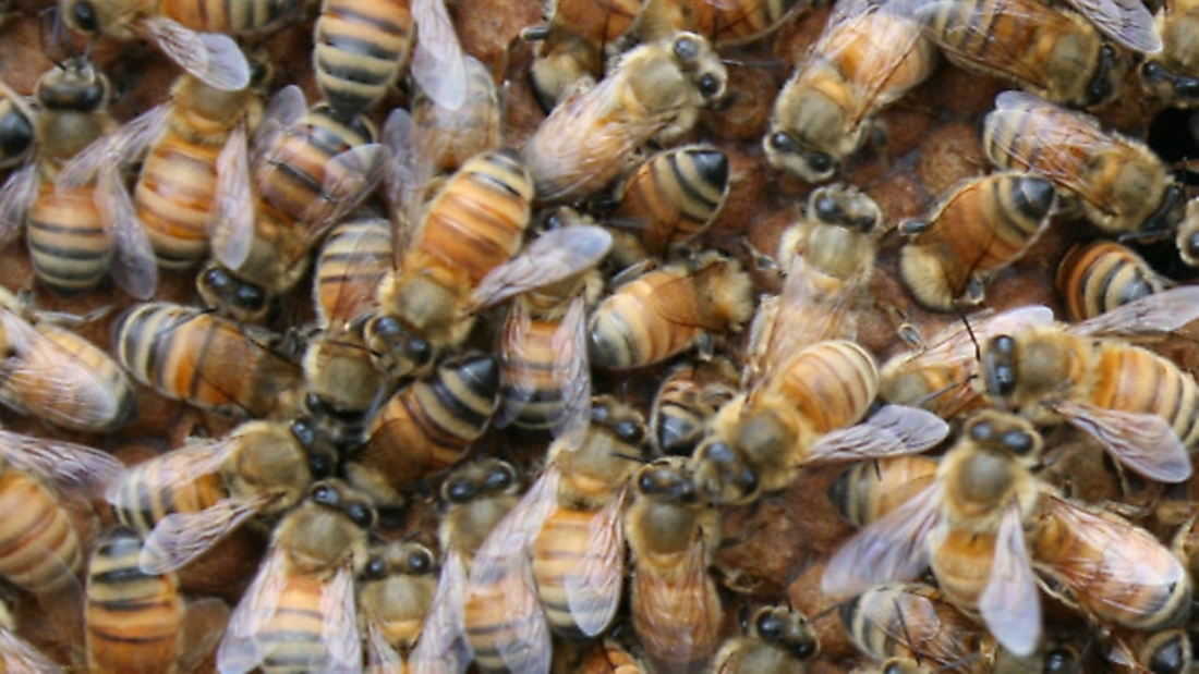 Shoots buzzing about bees