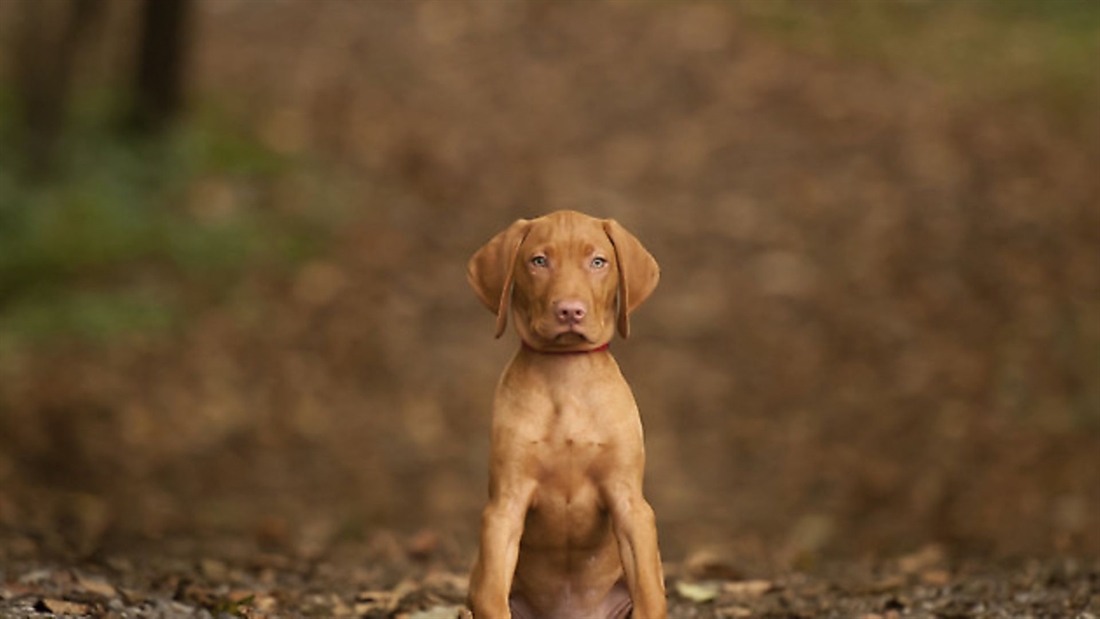 Puppy training: 6 top tips when buying a new puppy