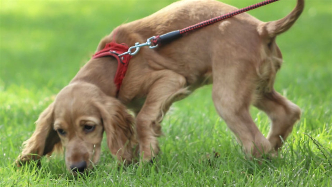 Gundog puppy: 5 indoor training exercises