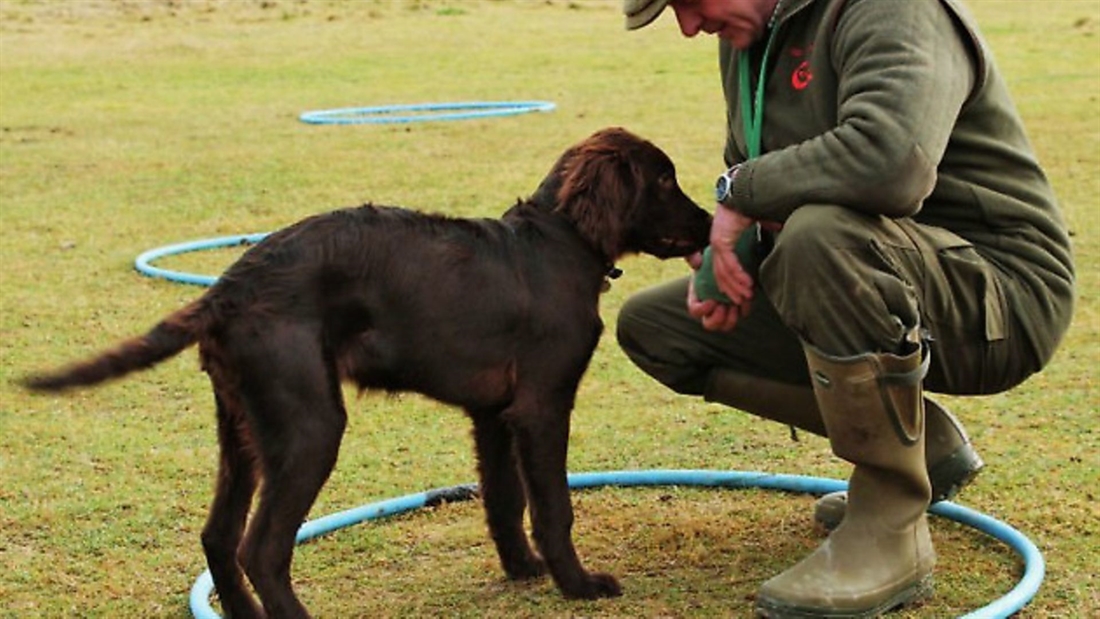 Gundog puppy: teaching to retrieve