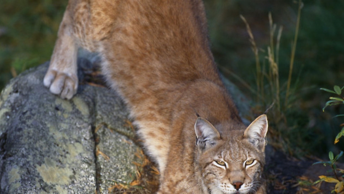 Releasing lynx back into UK