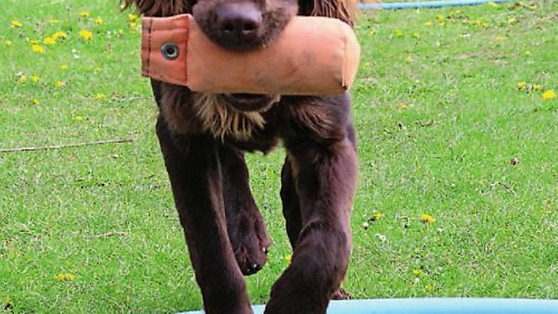 Top 10 dos and don’ts for gundog handlers