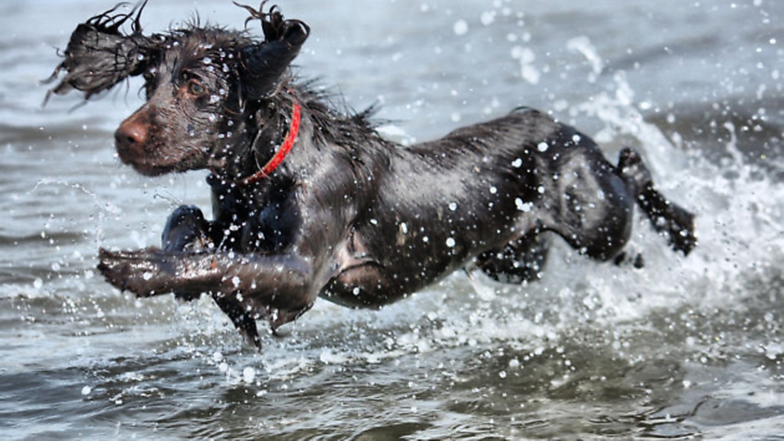 20 great shots of gundogs in action