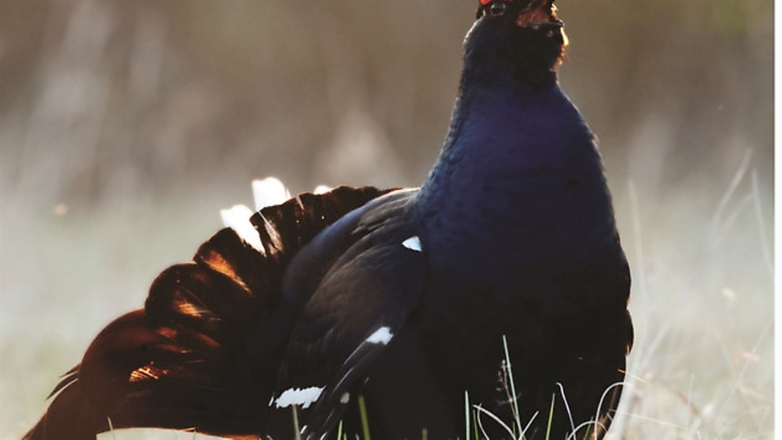 Declining bird species make comeback thanks to gamekeepers