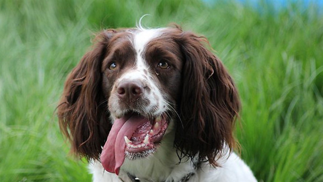 16 pictures of glorious gundogs