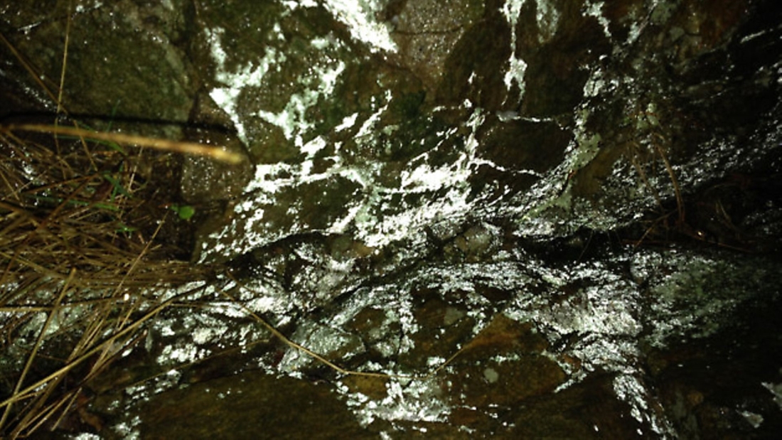 Moss that glows at night