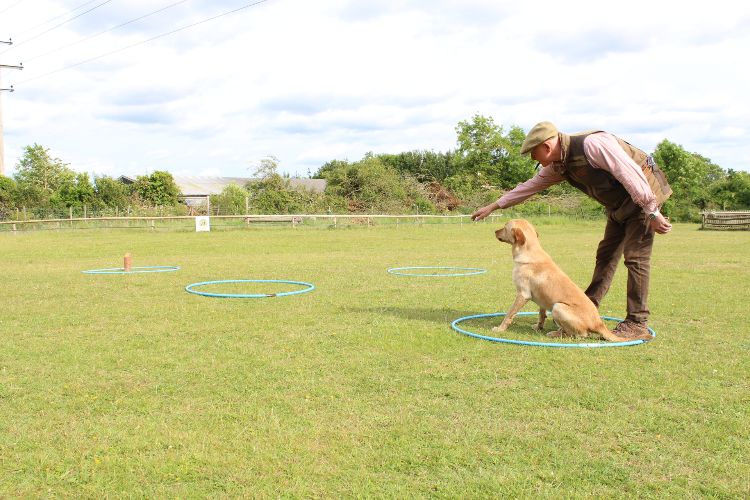 Casting a gundog off for a retrieve using a hoop system to aid alignment 