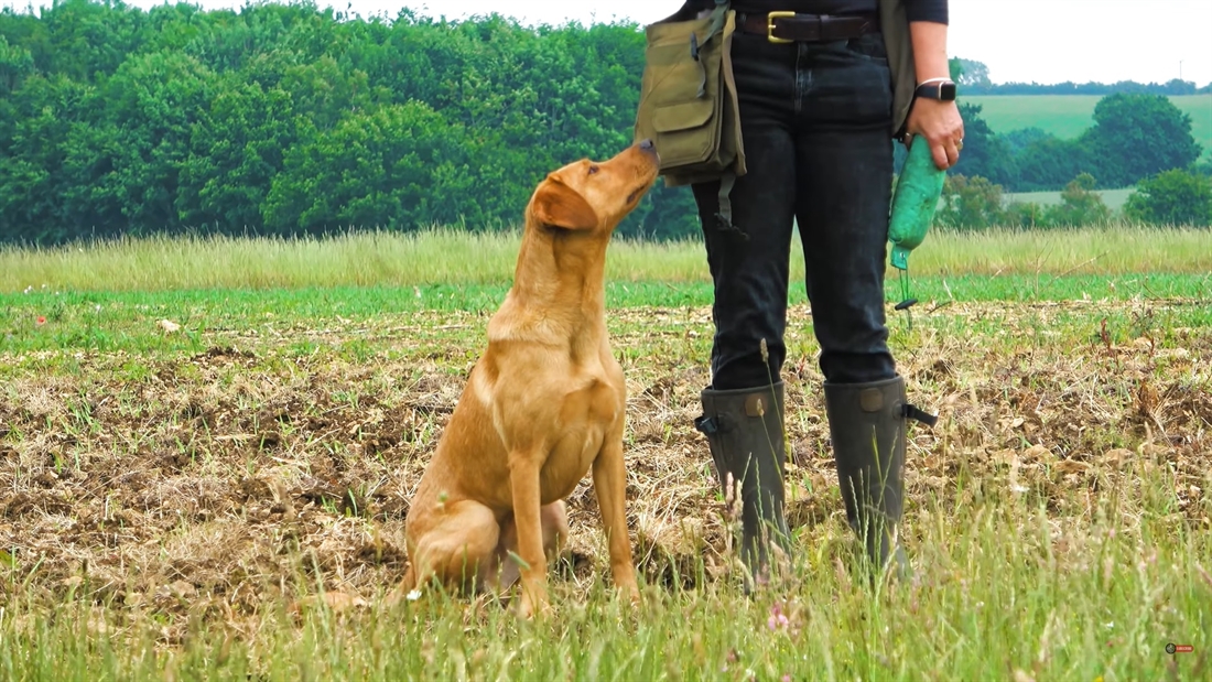 Watch: Teaching your gundog directional commands