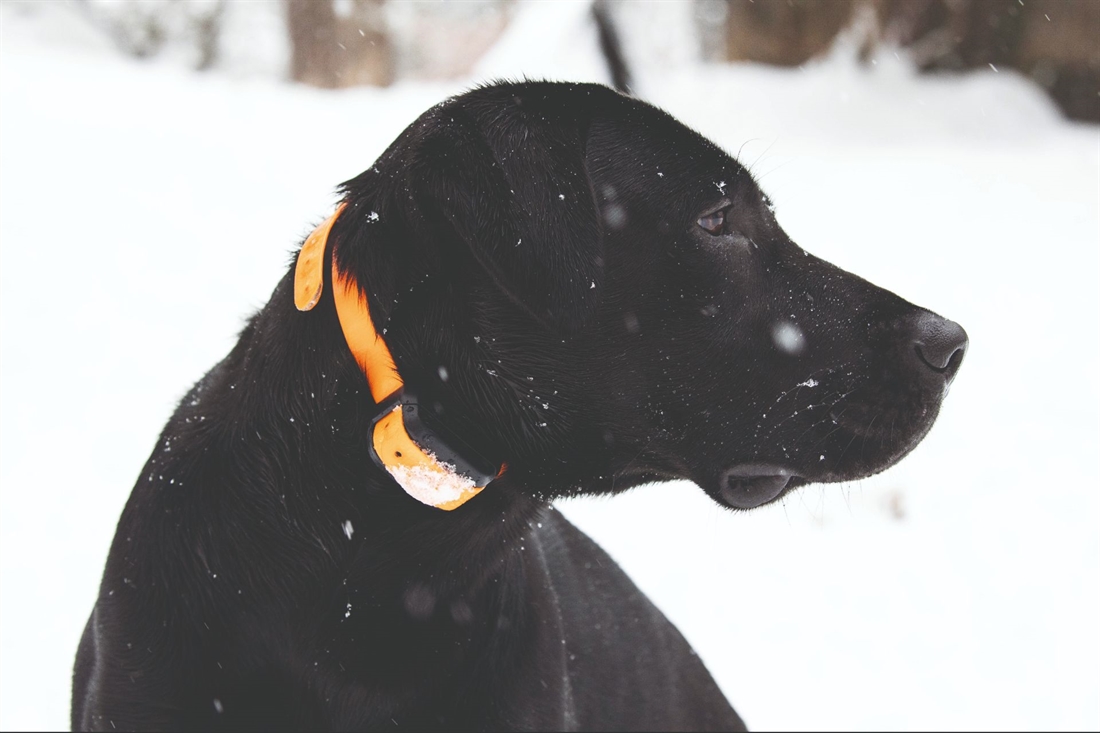 The use of e-collars in dog training