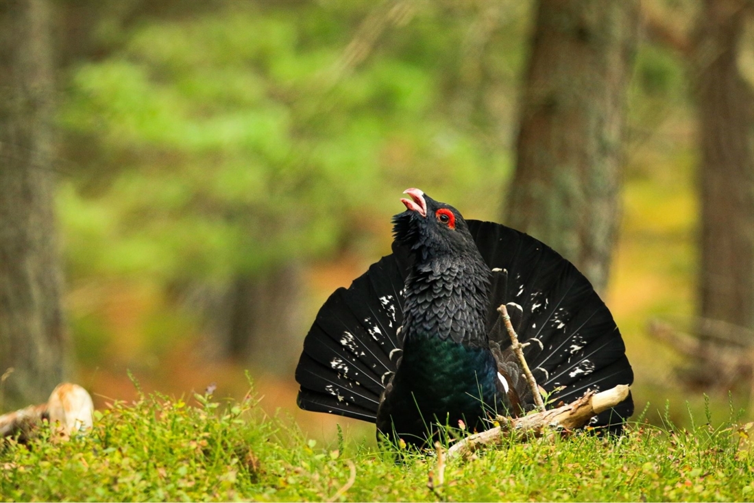 Conservation: Save the capercaillie!