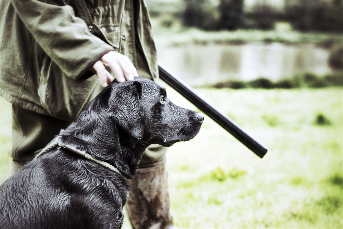 Gundog theft awareness week