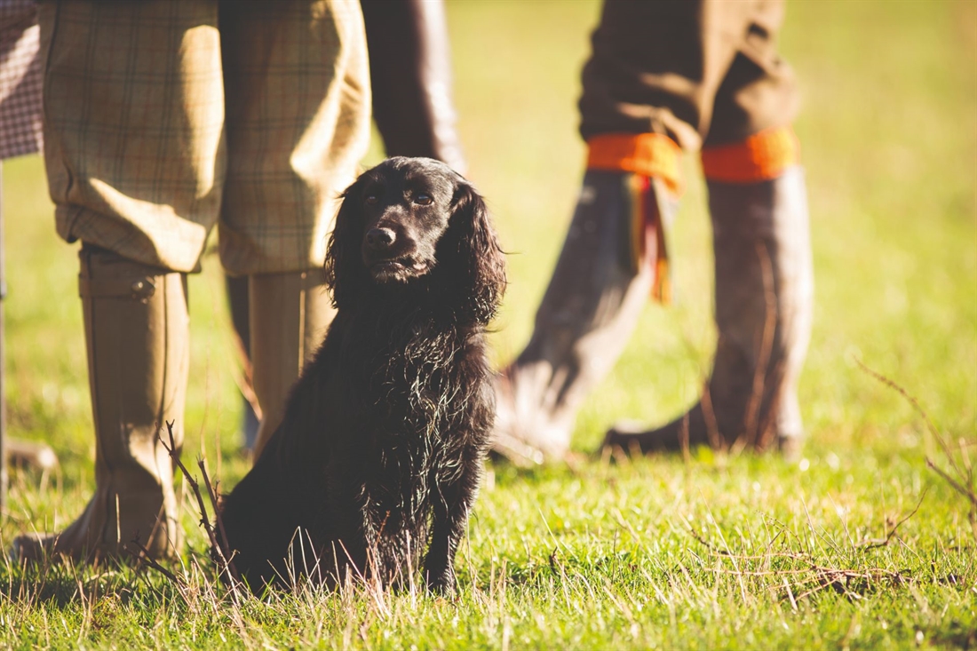 How to make the most of partridge shooting