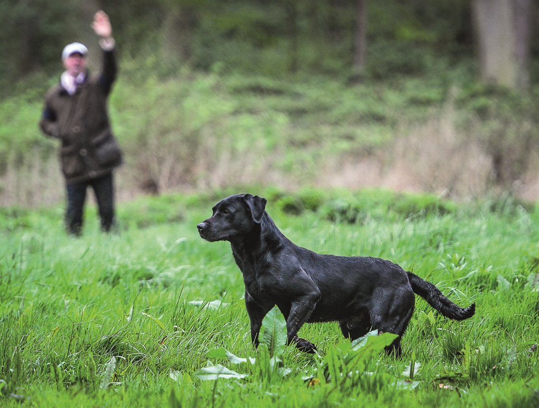 Gundog training: Judging the distance of retrieves