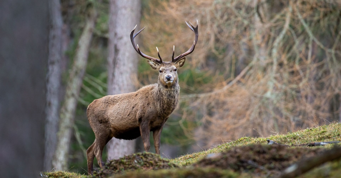 &#8216;Like taking the reindeer from the Sami people&#8217;