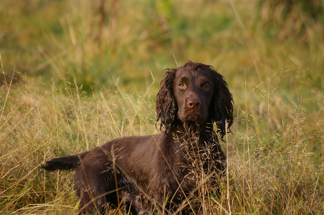 Gundog breeding: not just a pretty face!