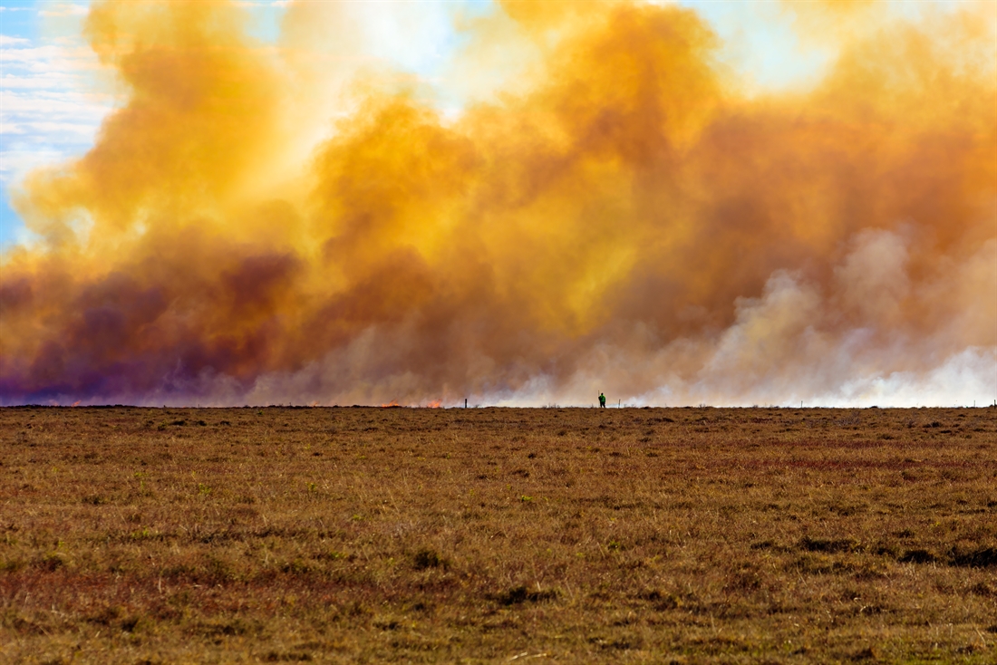 “Burnt plots absorbed twice the amount of carbon as mown plots”