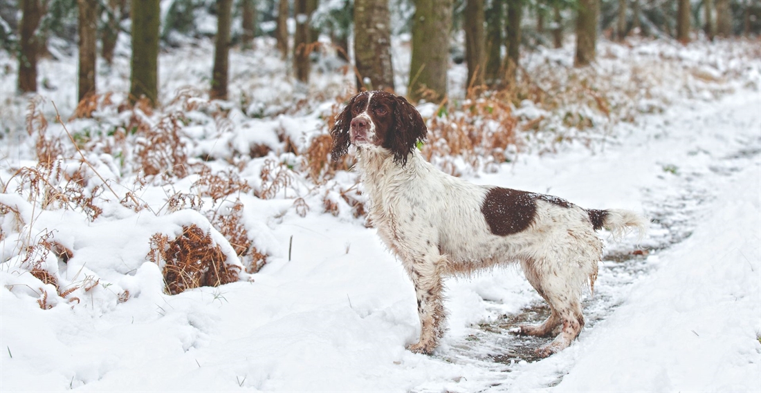 Keeping gundog care costs down