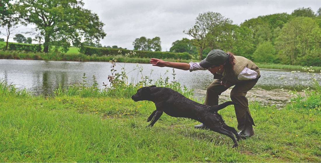 Gundog training: blind retrieves