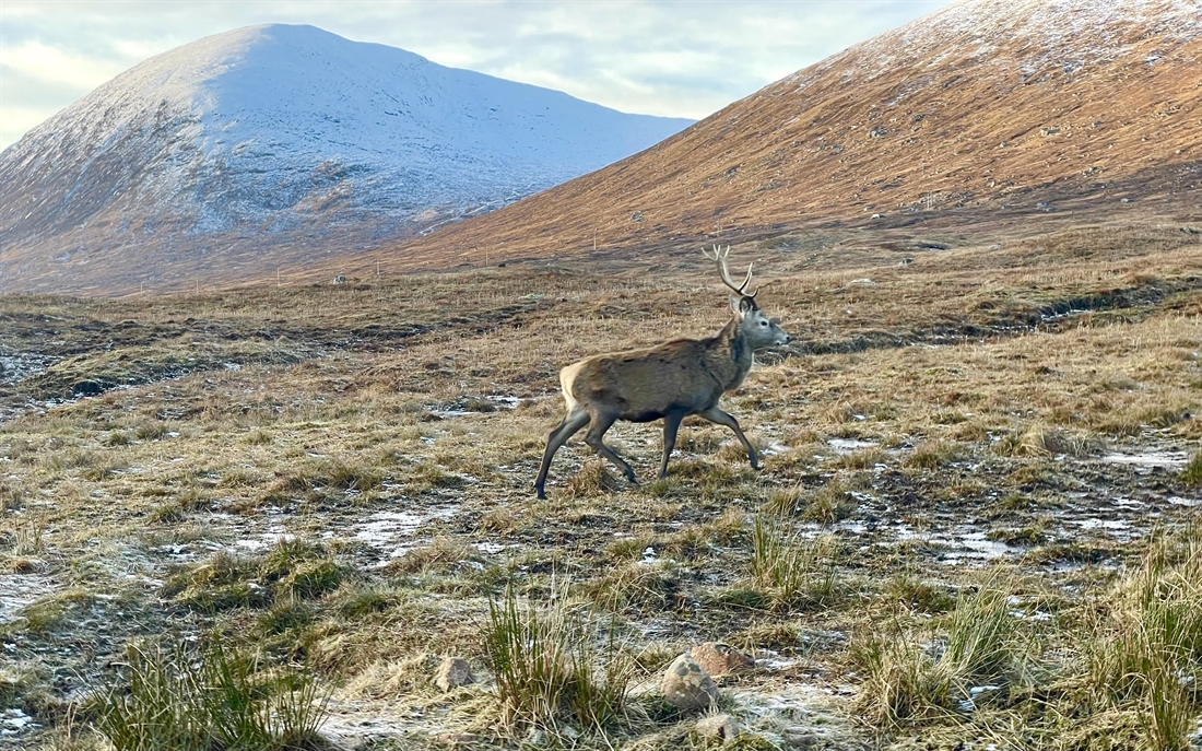 Total wipe out – the impending plight of South Uist’s deer