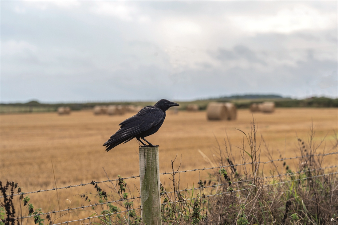 6 essential guns for pest control