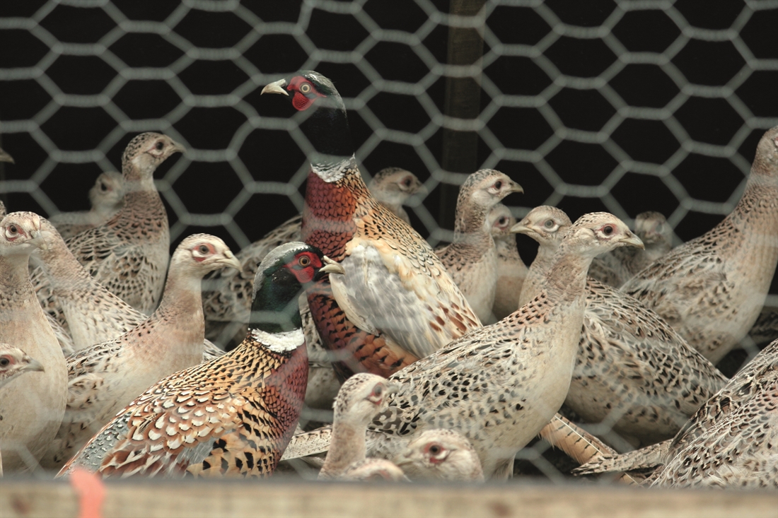 Should we breed from caught-up gamebirds?