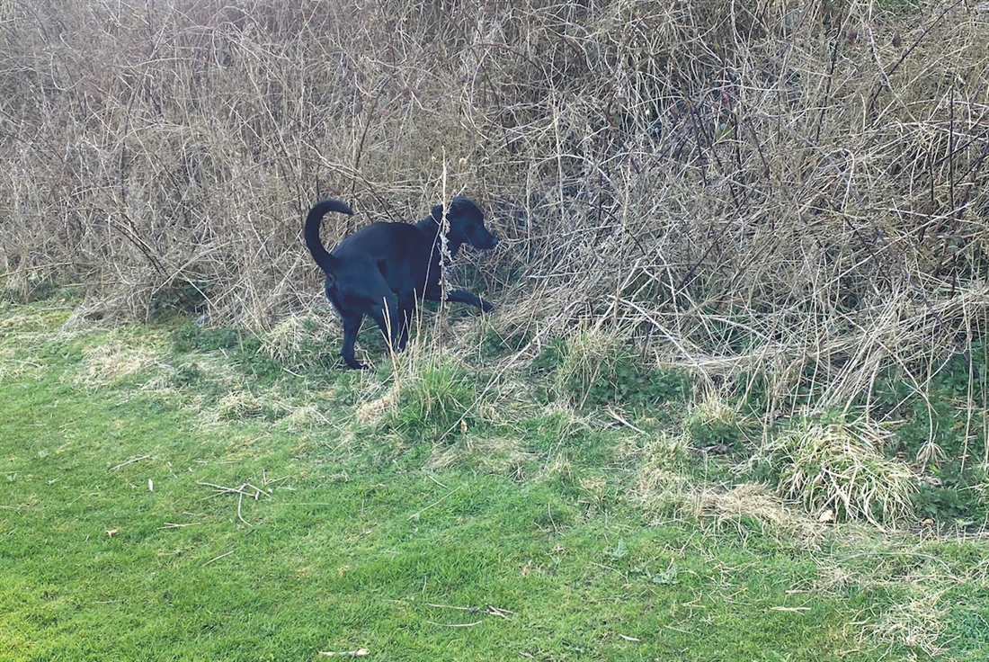 Gundog behaviour: Constant vigilance