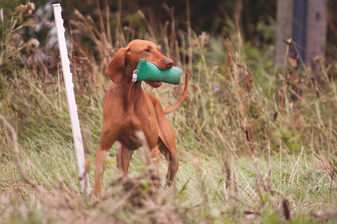 Gundog performance: As good as it gets?