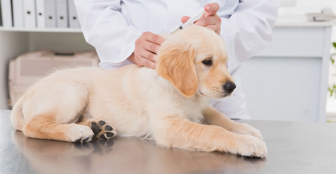 Vaccination, vestibular disease and vomiting in dogs