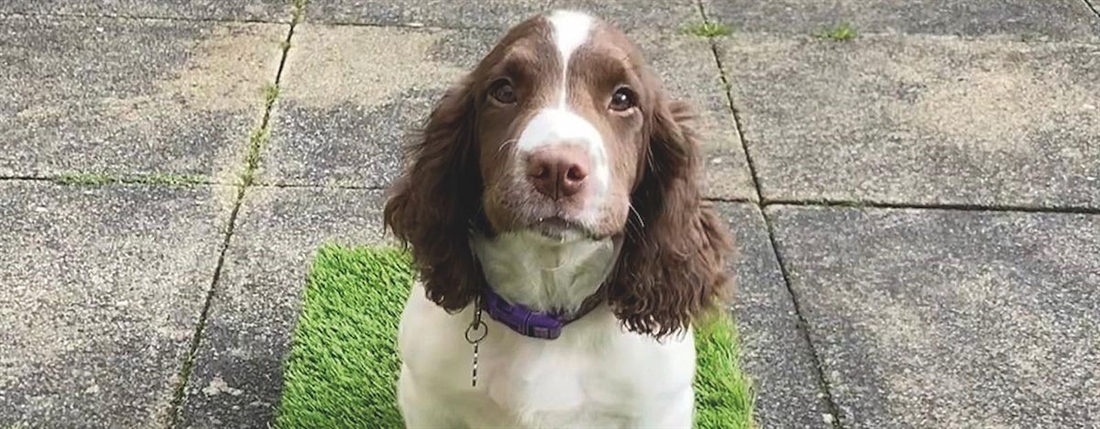 Gundog training: Placeboard training